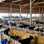 Rural Livestock